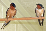 swallow-barn-male-female2622-1024.jpg