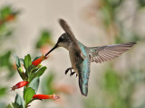 hummingbird7272-1024.jpg