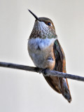 hummingbird-rufous0551-800.jpg