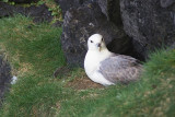 Fulmar boral