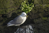 Mouette tridactyle