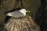 Mouette tridactyle