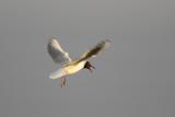 Mouette rieuse