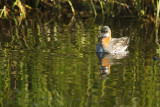 Phalarope  bec troit