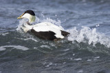 Eider  duvet