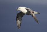 Fulmar boral