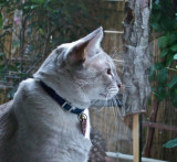 20110909_Pogo