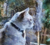 Pogo Resized.jpg