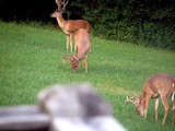 Bucks In Back Yard