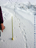 Measuring the stride of a lean red fox