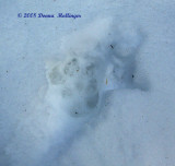 Coyote track double register