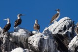 IMG_1670.jpg blue footed booby