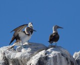 IMG_1678.jpg blue footed booby
