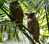 8 Crested Owl-6487.jpg