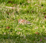 field sparrow-8622.jpg