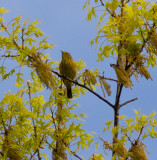 palm warbler-9195.jpg
