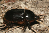 Black Beetle 260108 S001.jpg
