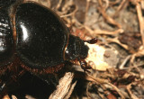 Black Beetle 260108 S004.jpg