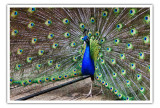 may 29 peacock