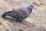 Spectacled Pigeon