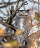 Southern White-faced Scops-Owl