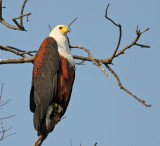 African Fish-Eagle