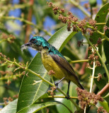 Collared Sunbird