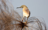 Squacco Heron