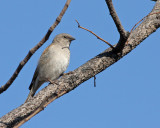 Southern grey-headed sparrow