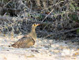 Double-banded   sandgrouse