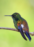 Copper-rumped hummingbird 3