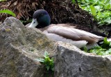 Undercover Duck