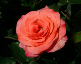 The most beautiful Rose yet ?