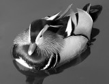 Challenge #155  The Animal Kingdom in B/W  Main Category