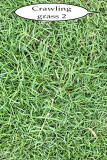 grass or weed 2 IMG_3828.jpg