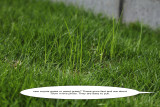 grass or weed grass 2 IMG_3841.jpg