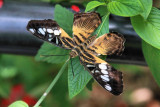 MikeHicks_ButterflyHouse2_STL_08132008re.jpg