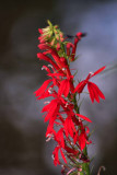 MikeHicks_CardinalFlower2_RyderBottoms_JeffCo_IL_10042008re.jpg