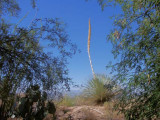 MikeHicks__Arizona5_06272005re.jpg