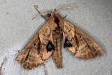 Blind-eyed Sphinx Moth (Paonias excaecata), East Kingston, NH