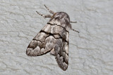 Eastern Panthea (Panthea furcilla - Hodges #9182), East Kingston, NH