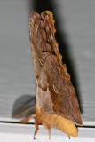 Polyphemus Moth (Antheraea polyphemus), East Kingston, NH