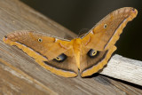 Polyphemus Moth (Antheraea polyphemus), East Kingston, NH