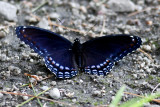 Red-spotted Purple (Limenitis arthemis astyanax), Rockingham Rail Trail, Fremont, NH