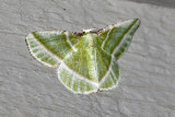 Showy Emerald  (Dichordia iridaria), East Kingston, NH