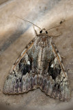 Yellow-banded Underwing (Catocala cerogama), East Kingston, NH