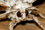 Yellow-banded Underwing (Catocala cerogama), East Kingston, NH