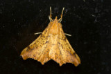 Maple Spanworm (Ennomos magnaria - Hodges #6797), East Kingston,  NH