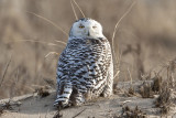 Snowy Owl (Nyctea scandiaca), Parker River NWR, Newbury, MA