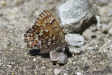 Eastern Pine Elfin (Callophrys niphon), Kingston, NH